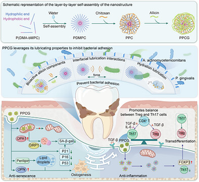Wiley系列 期刊作品